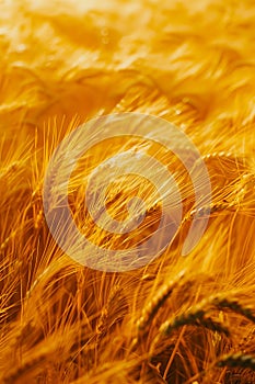 Golden wheat in the field