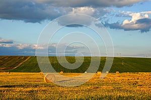 Golden wheat field