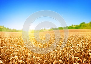 Golden Wheat Field