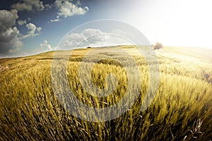 Golden Wheat Field