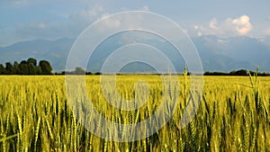 Golden wheat field