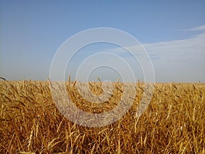 Golden wheat field