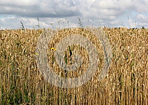 Golden Wheat Field