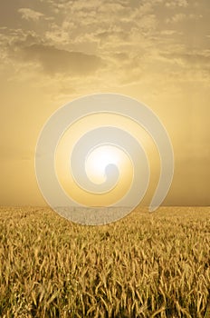 Golden Wheat Field