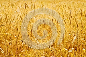 Golden wheat field