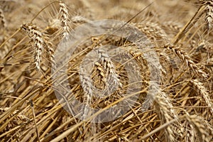 Golden Wheat Field