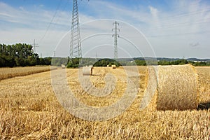 Golden wheat field