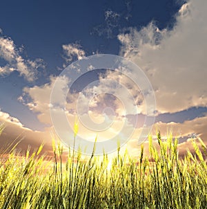 Golden wheat field