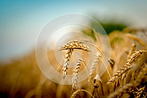 Golden wheat field