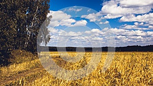 Golden Wheat Field