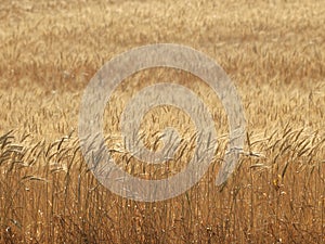 Golden wheat field