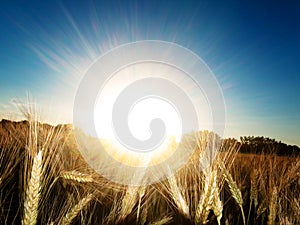 Golden wheat field