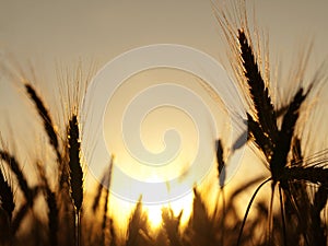 Golden wheat field