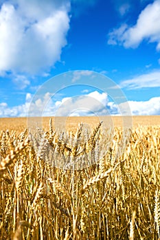 Golden wheat field against blue sky