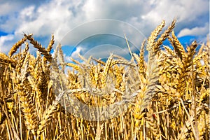 Golden wheat field against blue sky