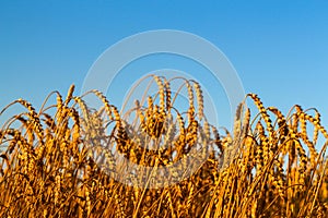 Golden wheat field Against blue sky Wheat spike and blue sky close-up. a golden field. beautiful view. symbol of harvest
