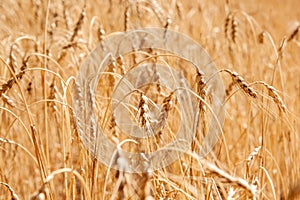 Golden wheat field, Agriculture farm and farming concept