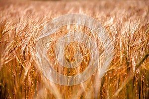 Golden wheat field, Agriculture, farming, agronomy, industry concept