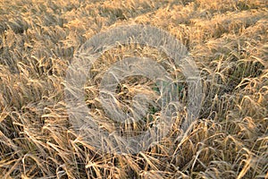 Golden wheat field background some blurred around the edges