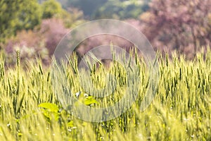 golden wheat field or barley farming