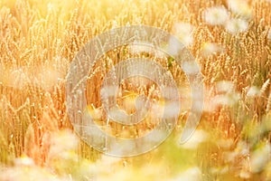 Golden wheat field, beautiful wheat lit by snlight