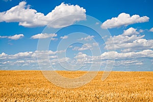 Golden wheat field below blue