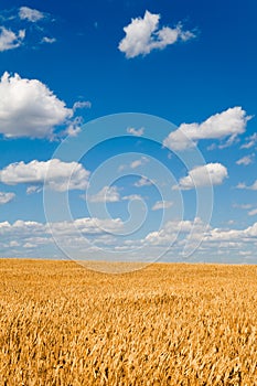 Golden wheat field below sky