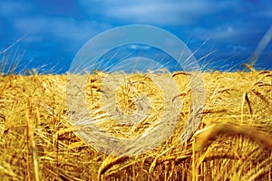 Golden wheat field with blue