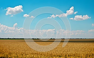 Golden wheat field and blue cloudy sky. Beautiful landscape