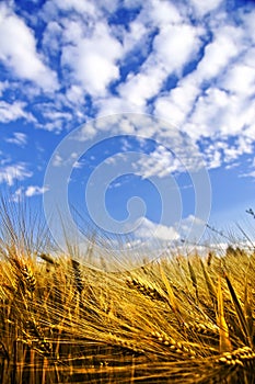 Golden wheat field on a blue sky