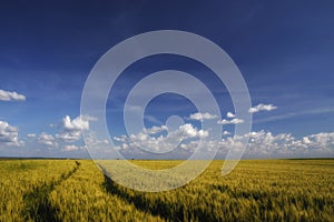 Golden wheat field and blue sky