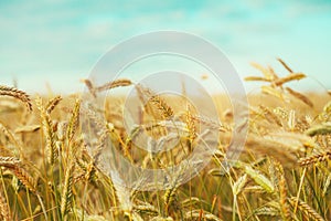 Golden wheat field, blue sky