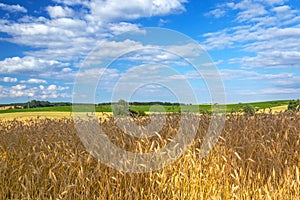 Golden wheat field with blue sky