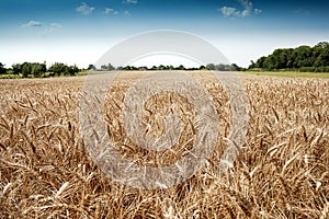 Golden wheat field photo