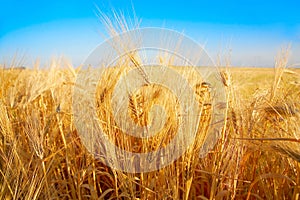 Golden wheat field and the blue sky