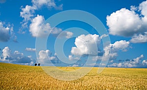 Golden wheat field with blue sky in background