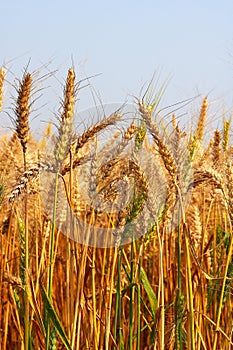 Golden wheat field on blue sky background, closeup of ripening ears