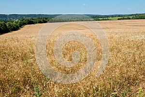 Golden wheat field and blue sky