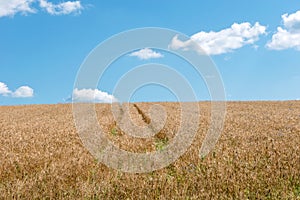Golden wheat field and blue sky with cirrus clouds