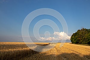 Golden wheat field and blue sky with clouds. Corn ears in setting sunlight. Part of the field with harvested crops. Wheat stubble.