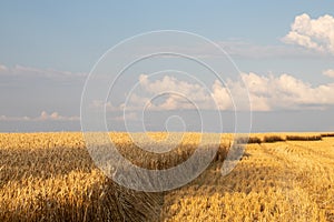 Golden wheat field and blue sky with clouds. Corn ears in setting sunlight. Part of the field with harvested crops. Wheat stubble.