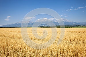 Golden wheat field with blue sky and clouds at sunny day in summer.