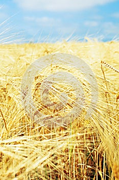 Golden wheat field with blue sky, fresh crop of wheat