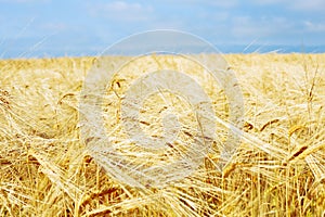 golden wheat field with blue sky, fresh crop of wheat