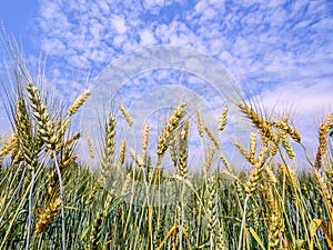 Golden wheat field on blue sky .