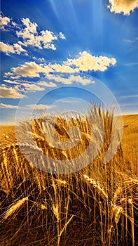 Golden wheat field with blue sky and sun rays illustration Artificial Intelligence artwork generated