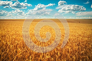 Golden wheat field and blue sky with white clouds. Beautiful summer landscape