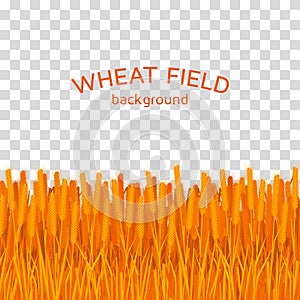Golden wheat field on checkered background