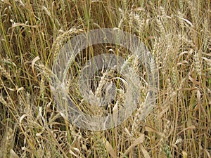 Golden wheat field close up