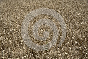 Golden wheat field close up image. Rich crop concept, blurred background